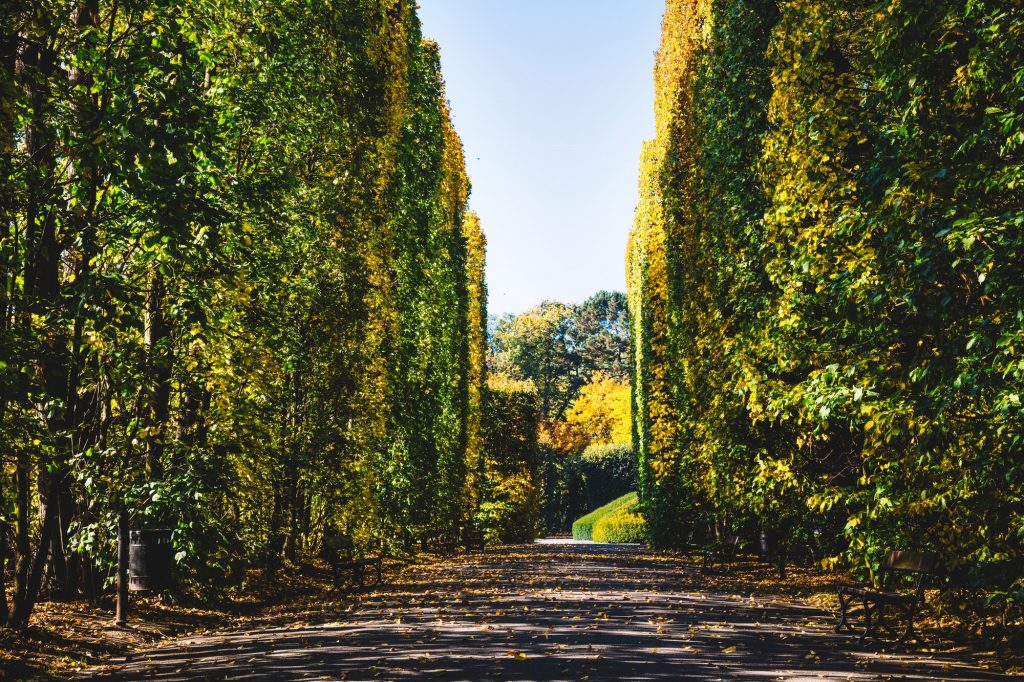 Hedge alley in autumn Oliwski Park in Gdansk, Poland
